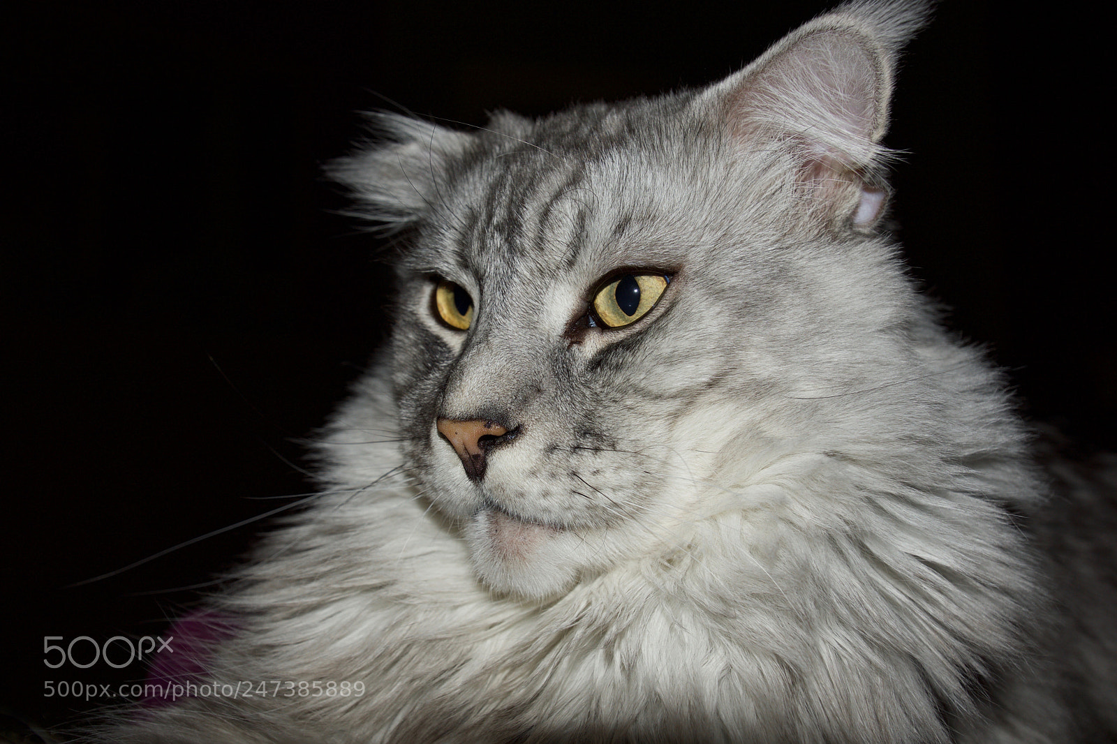 Sony SLT-A77 sample photo. Untitled photography