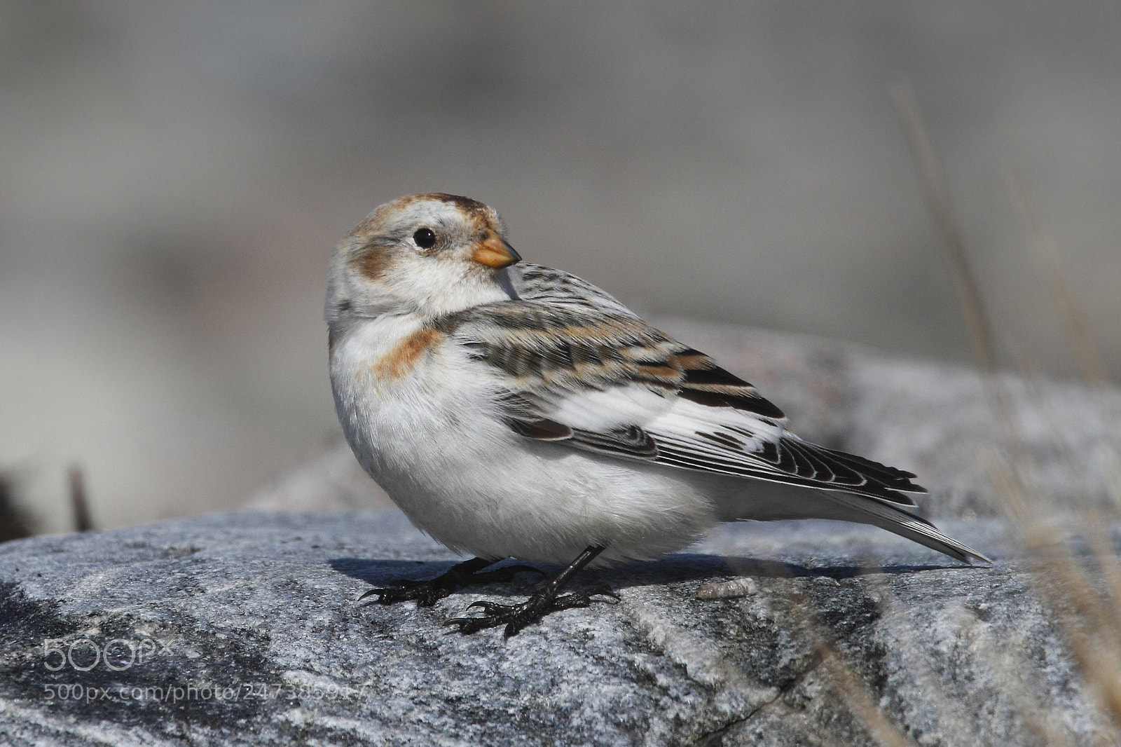 Canon EOS 7D sample photo. Snow bunting (plectrophenax nivalis) photography