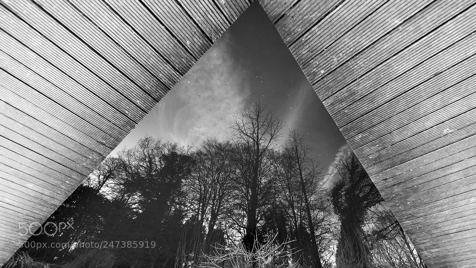 Nikon D850 sample photo. Roof tree photography