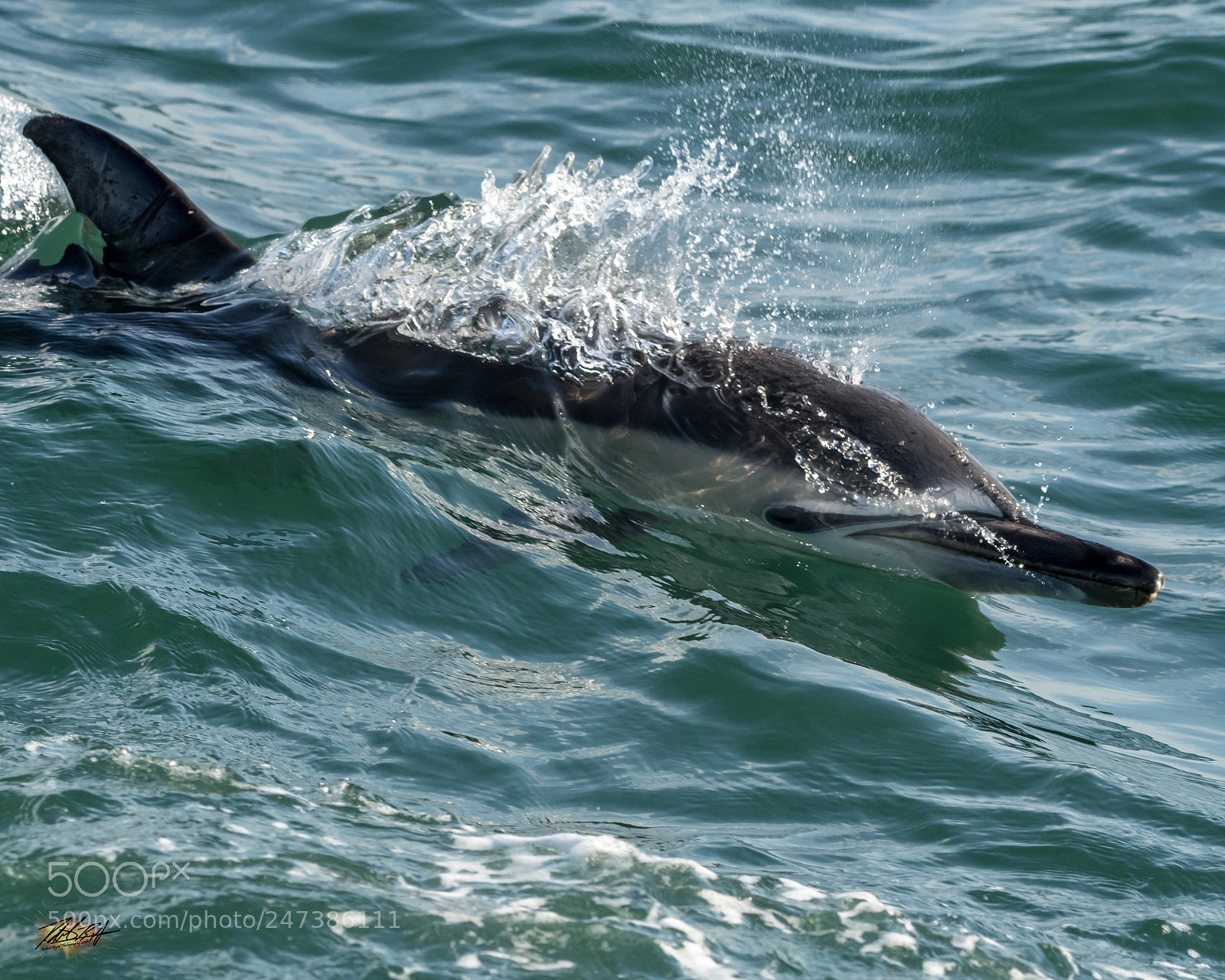 Nikon D500 sample photo. Common dolphin photography