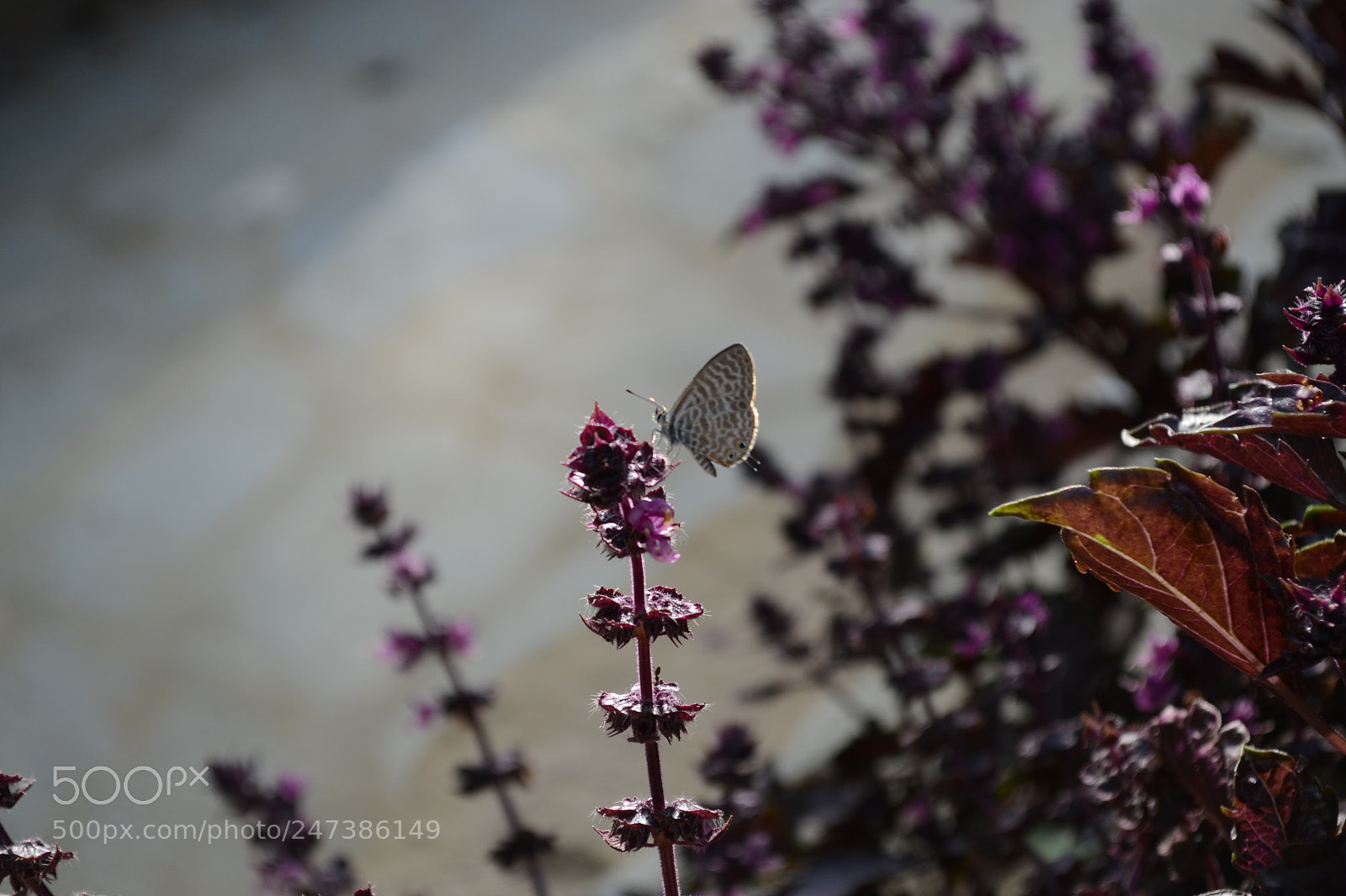 Nikon D3100 sample photo. Flower vs butterfly photography