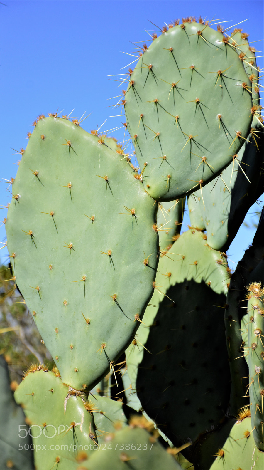 Nikon D7200 sample photo. Desert botanical garden photography