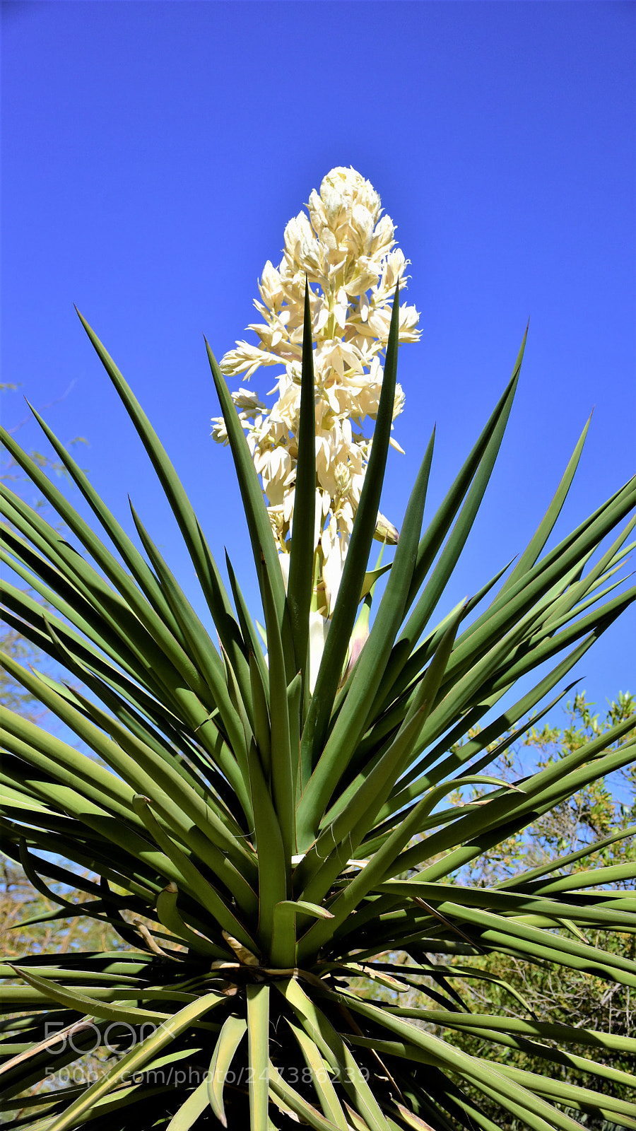 Nikon D7200 sample photo. Desert botanical garden photography