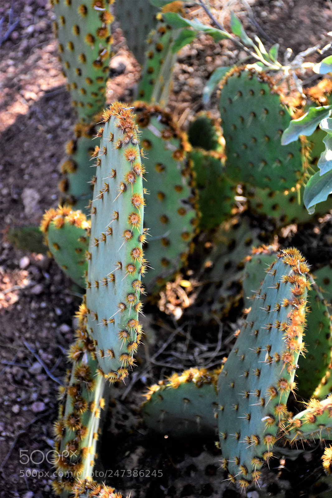 Nikon D7200 sample photo. Desert botanical garden photography