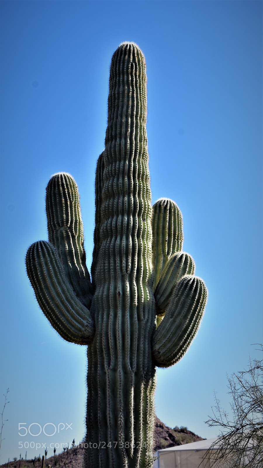 Nikon D7200 sample photo. Desert botanical garden photography