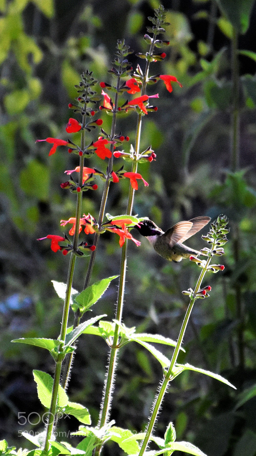 Nikon D7200 sample photo. Desert botanical garden photography