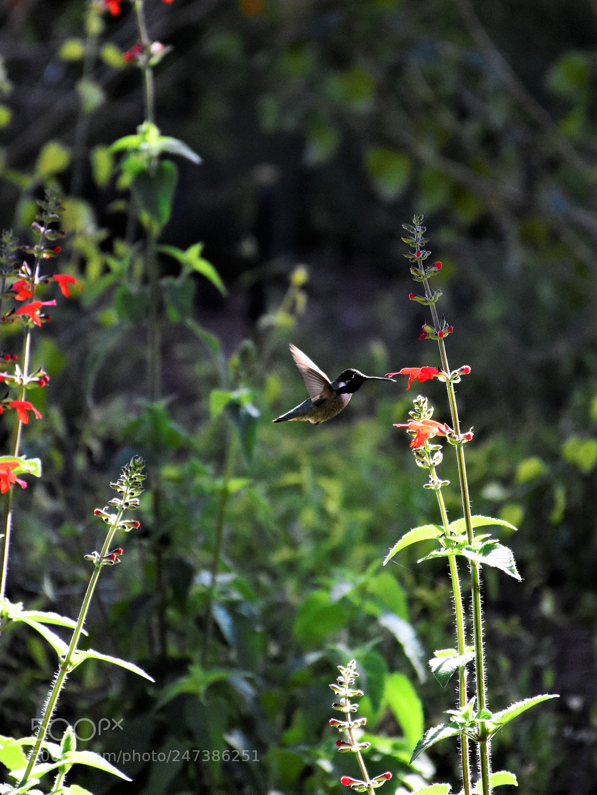 Nikon D7200 sample photo. Desert botanical garden photography