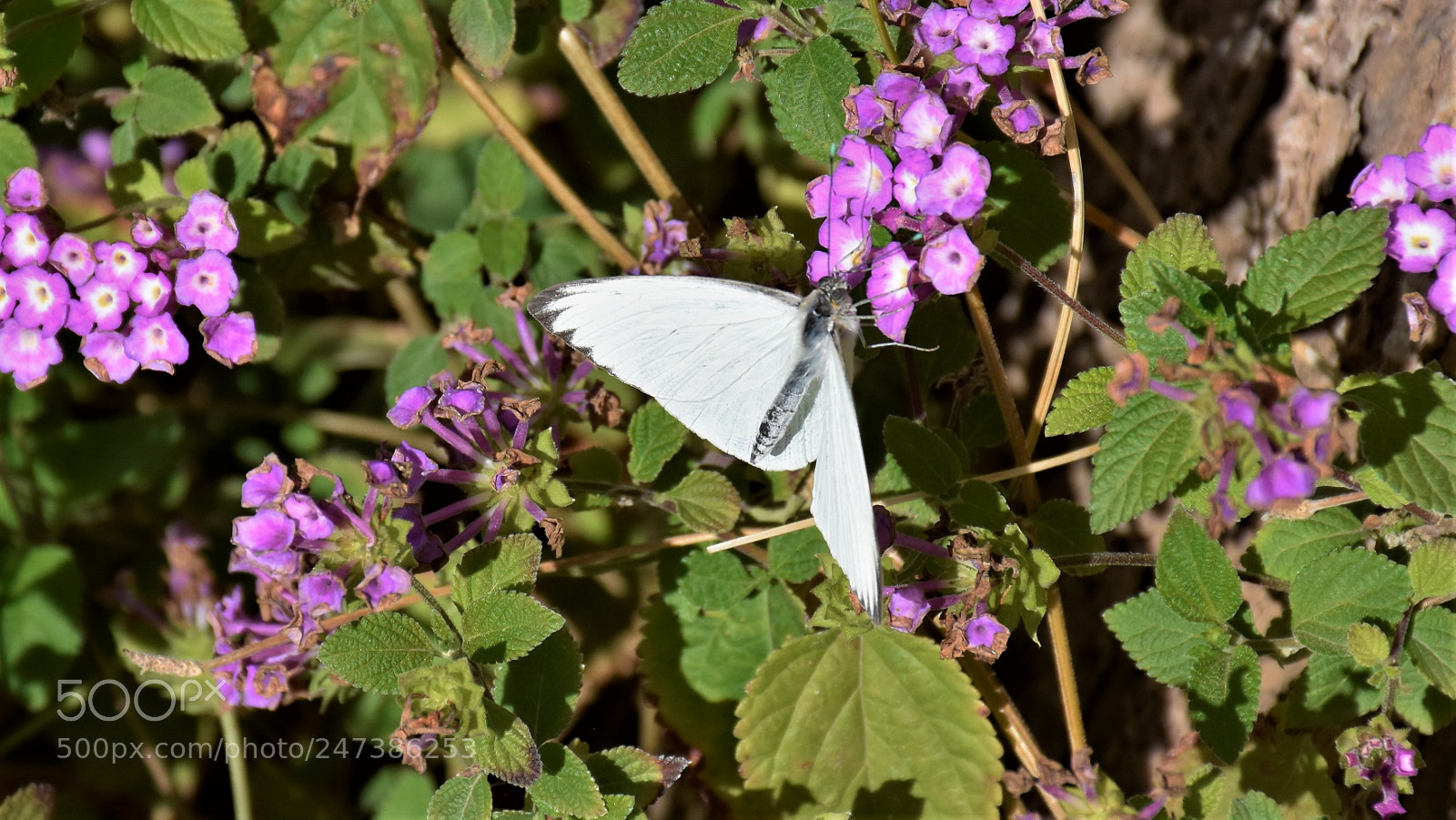 Nikon D7200 sample photo. Desert botanical garden photography