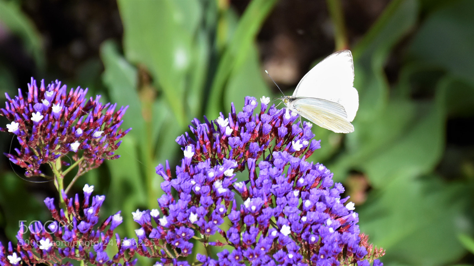 Nikon D7200 sample photo. Desert botanical garden photography