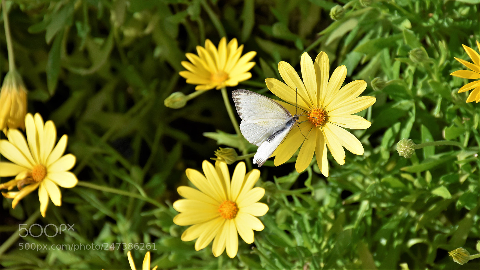 Nikon D7200 sample photo. Desert botanical garden photography