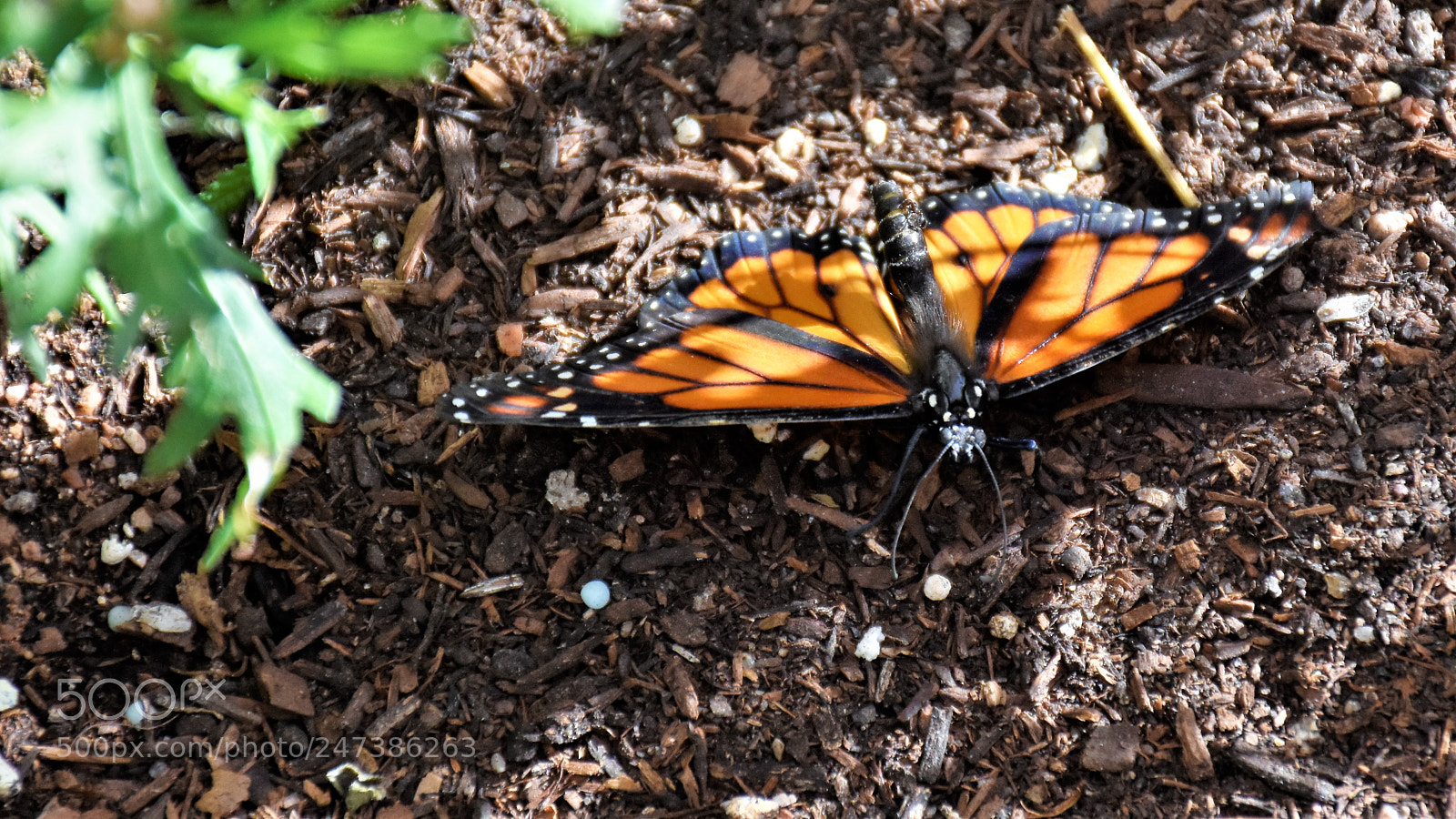 Nikon D7200 sample photo. Desert botanical garden photography