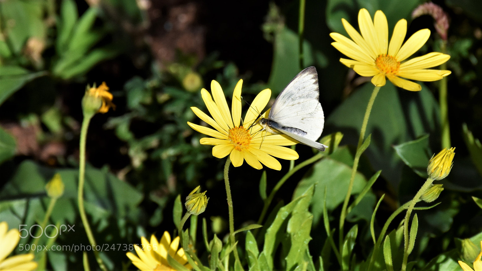 Nikon D7200 sample photo. Desert botanical garden photography