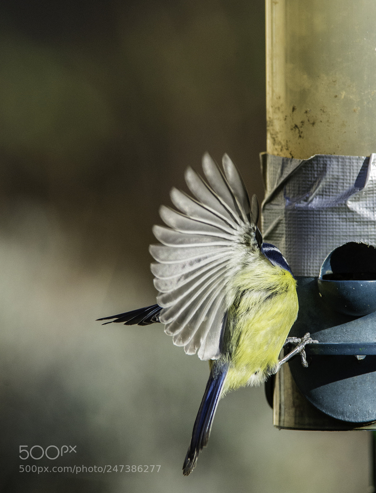 Nikon D610 sample photo. Blue tit wings photography