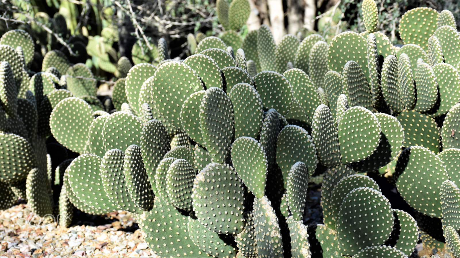 Nikon D7200 sample photo. Desert botanical garden photography
