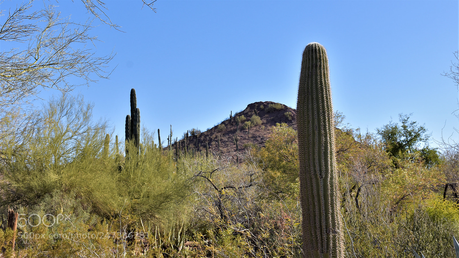 Nikon D7200 sample photo. Desert botanical garden photography