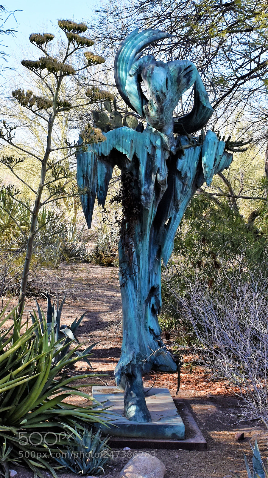 Nikon D7200 sample photo. Desert botanical garden photography