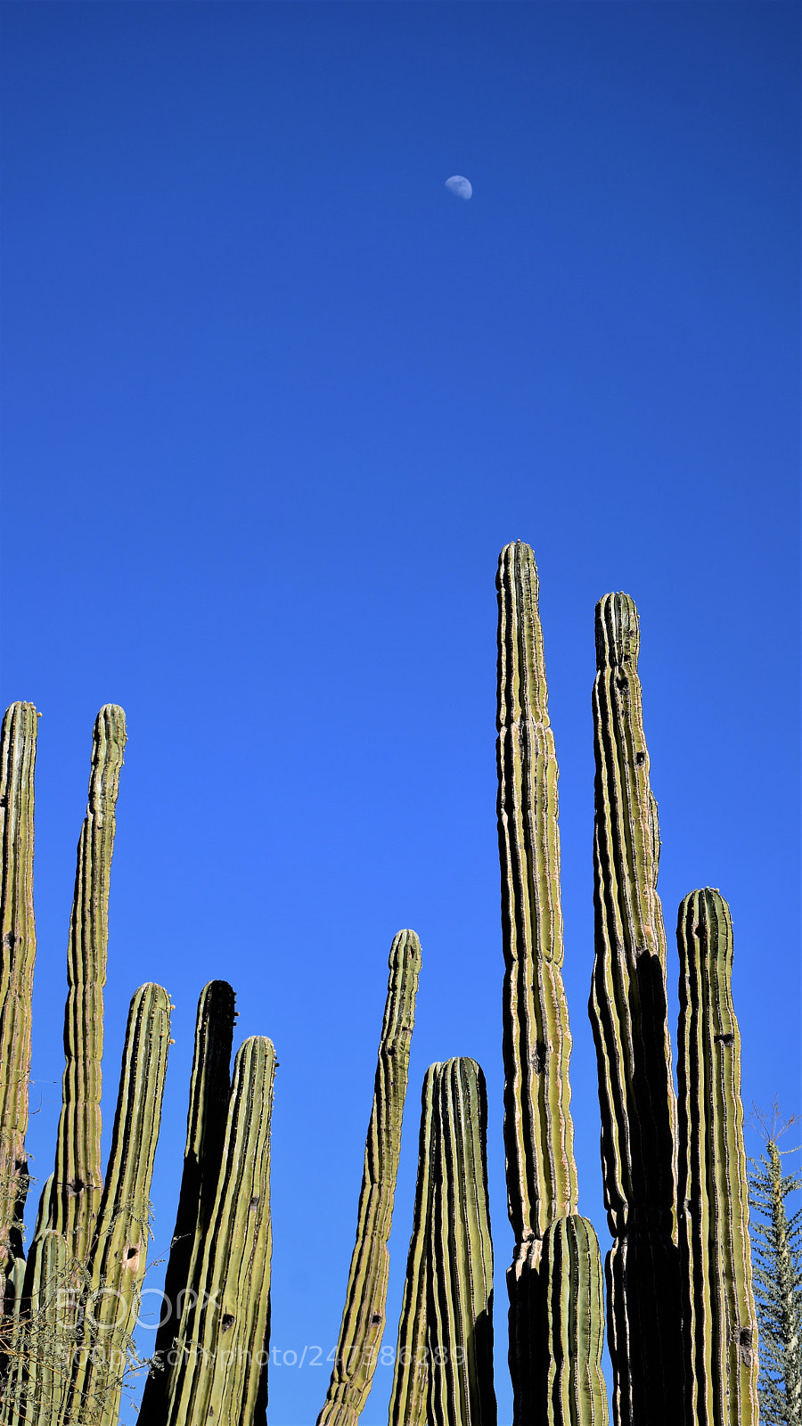 Nikon D7200 sample photo. Desert botanical garden photography