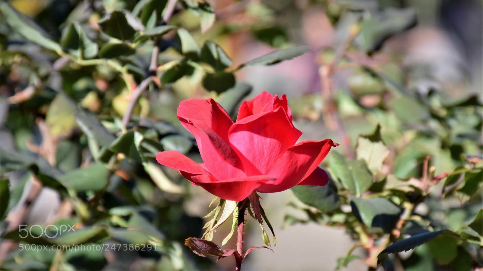 Nikon D7200 sample photo. Desert botanical garden photography