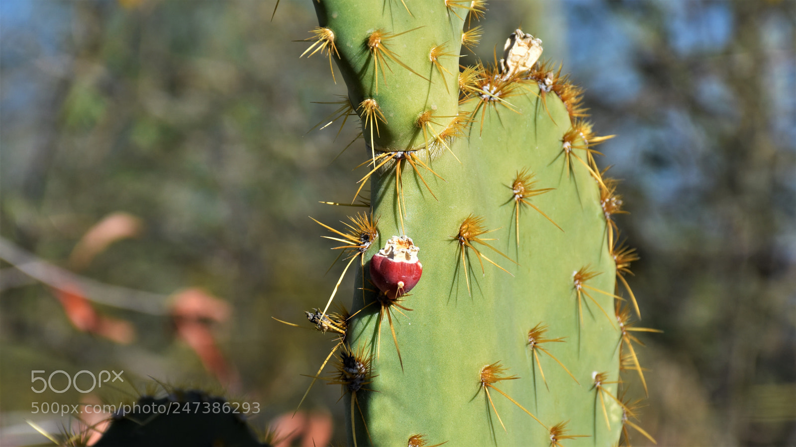 Nikon D7200 sample photo. Desert botanical garden photography