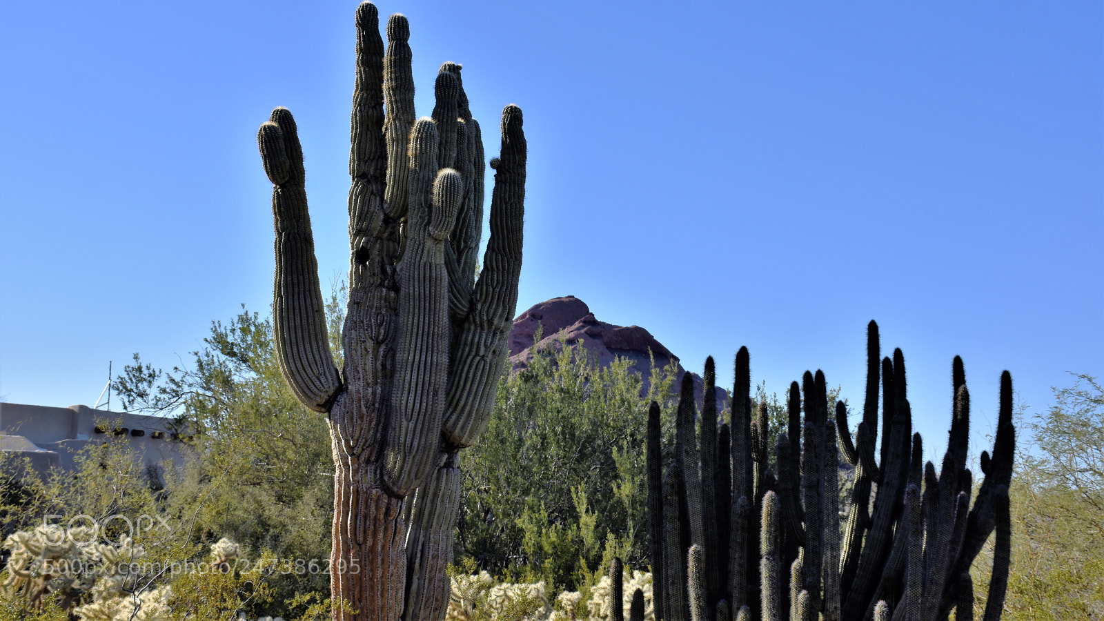 Nikon D7200 sample photo. Desert botanical garden photography
