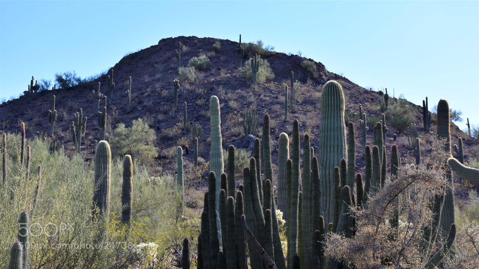 Nikon D7200 sample photo. Desert botanical garden photography