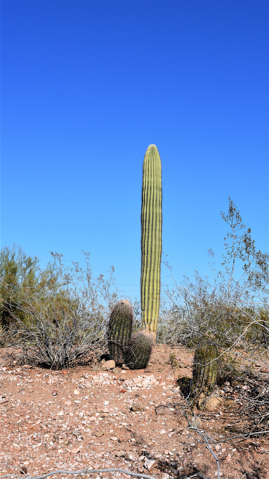 Nikon D7200 sample photo. Desert botanical garden photography