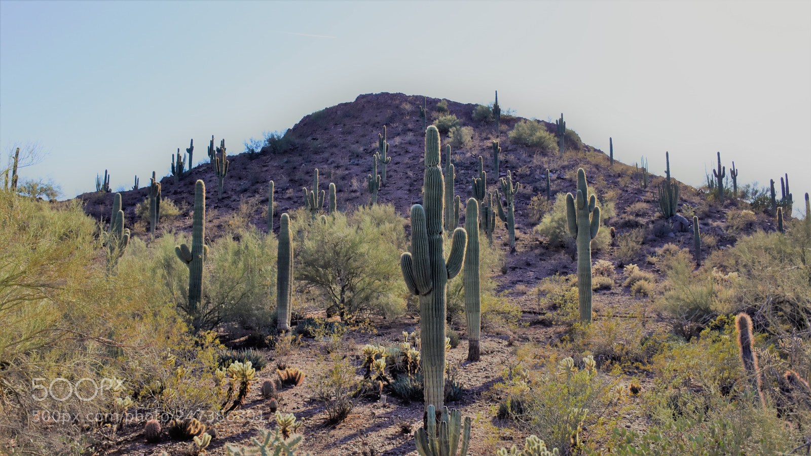 Nikon D7200 sample photo. Desert botanical garden photography