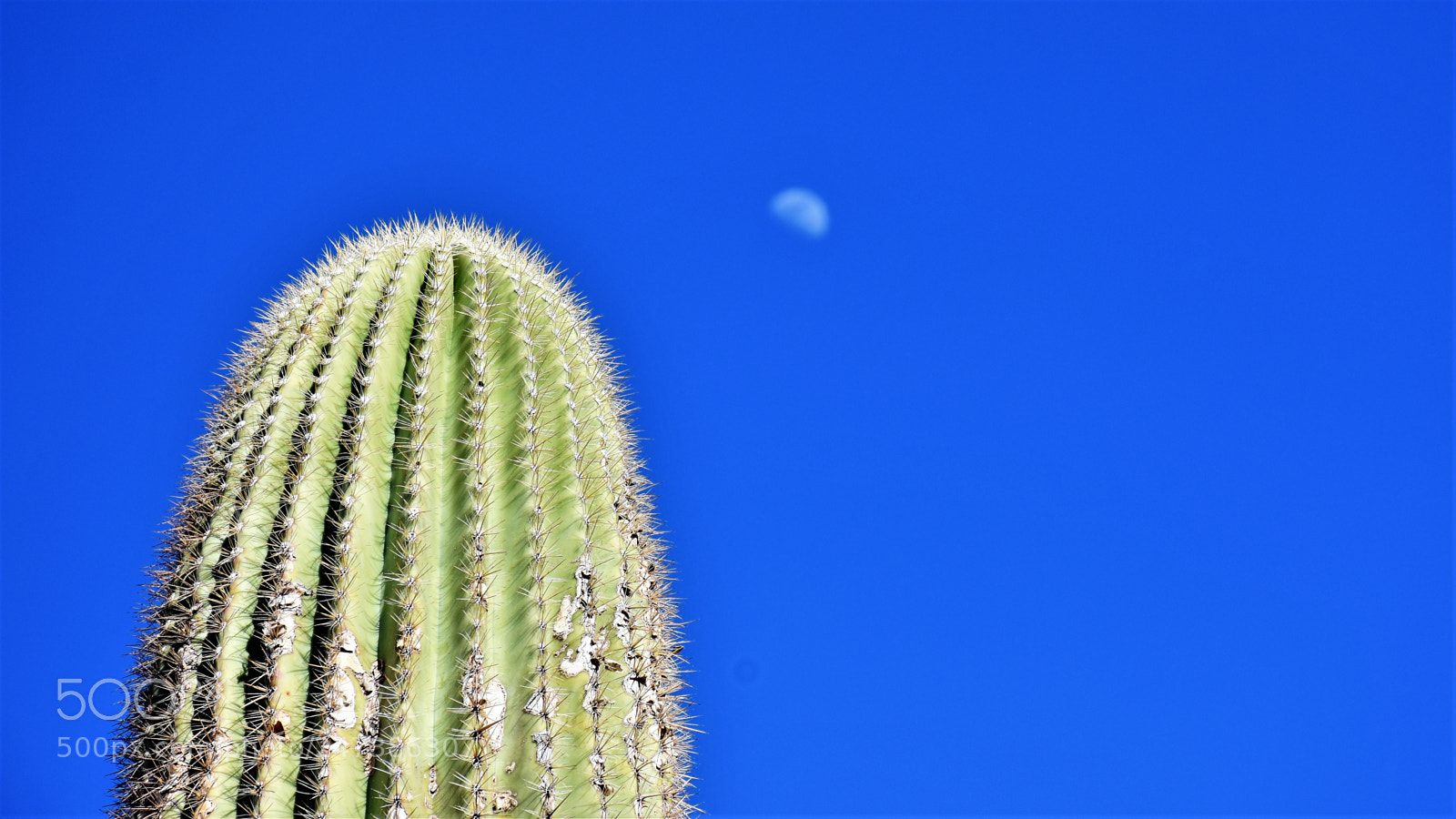 Nikon D7200 sample photo. Desert botanical garden photography