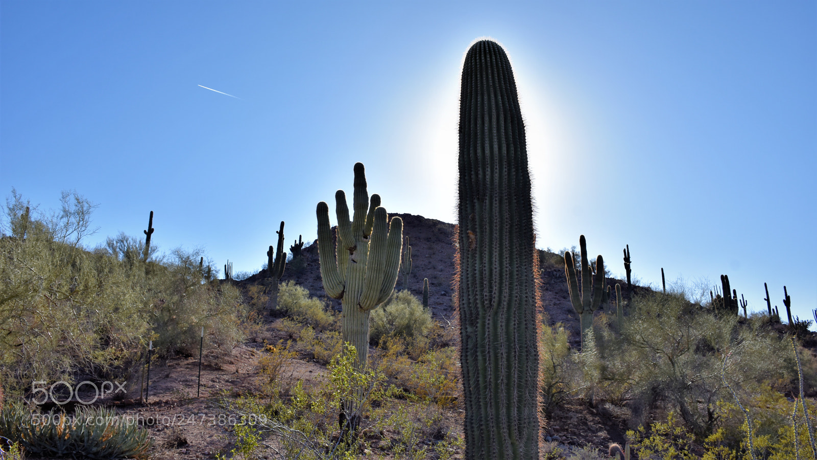 Nikon D7200 sample photo. Desert botanical garden photography
