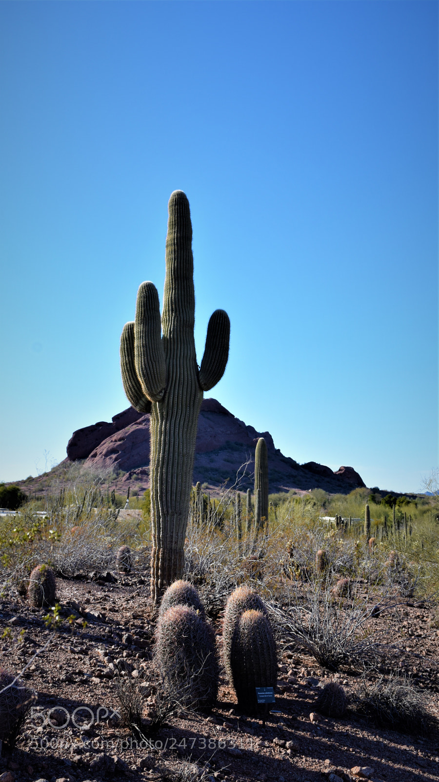 Nikon D7200 sample photo. Desert botanical garden photography