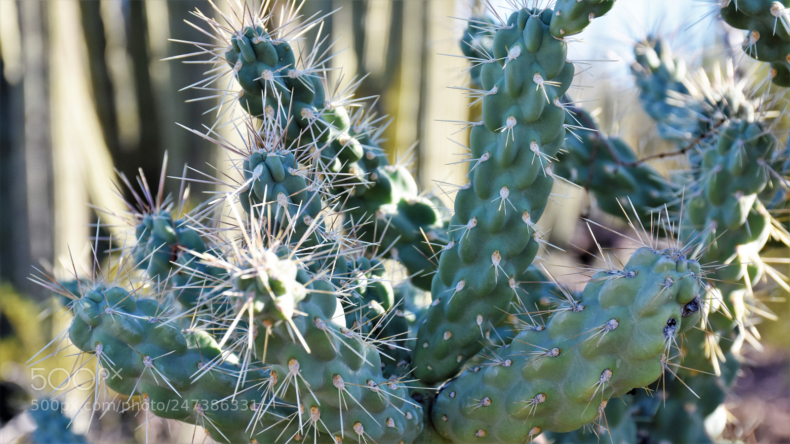 Nikon D7200 sample photo. Desert botanical garden photography