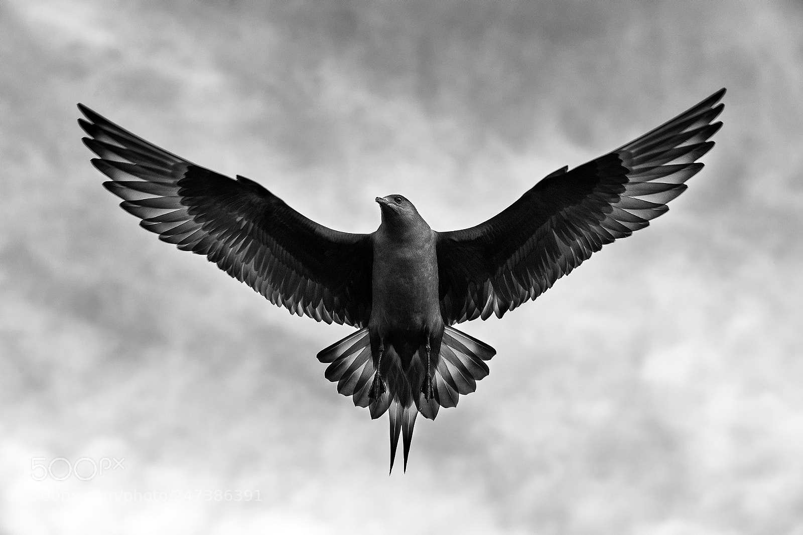 Canon EOS-1D X sample photo. Arctic skua photography