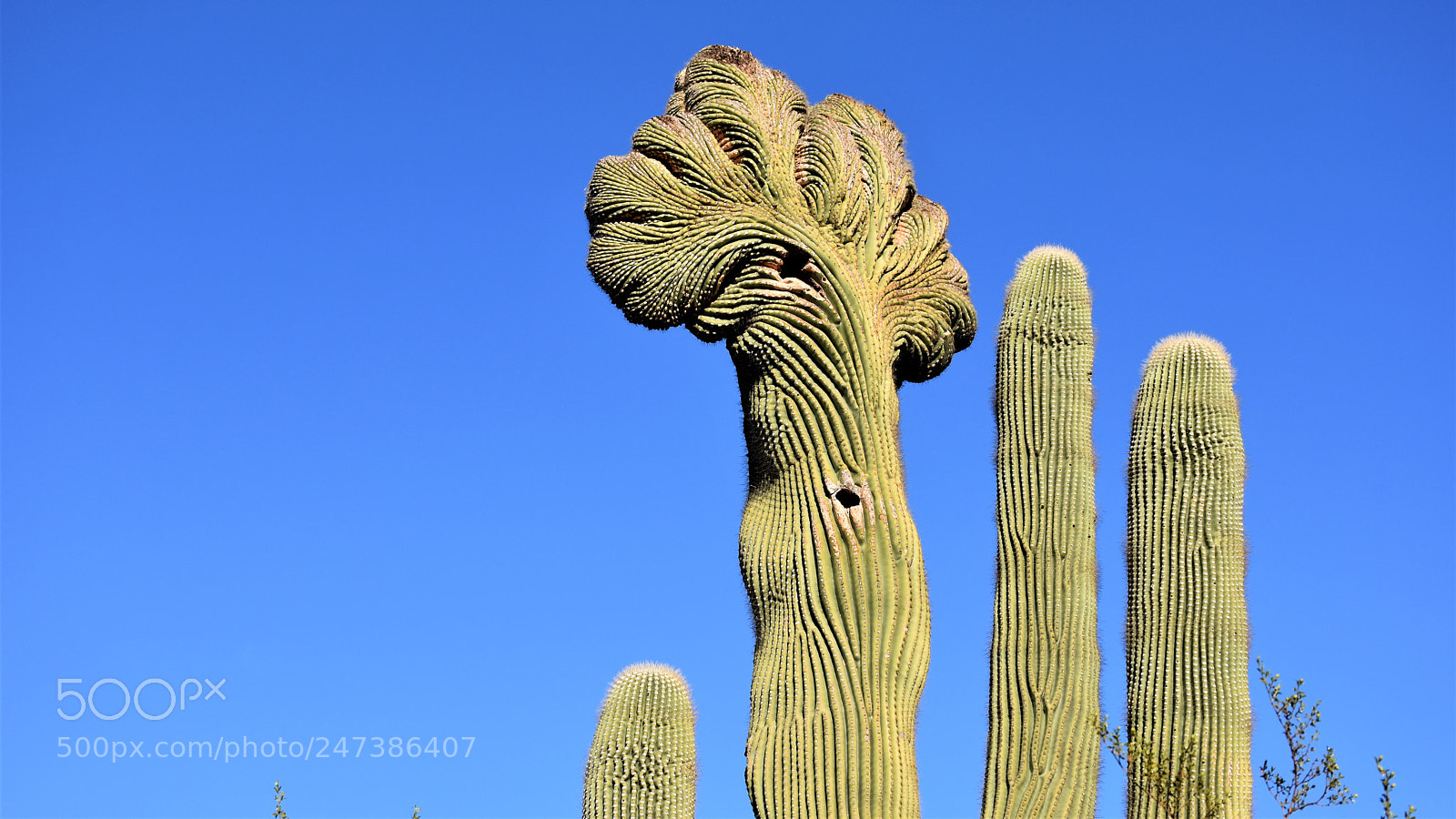 Nikon D7200 sample photo. Desert botanical garden photography