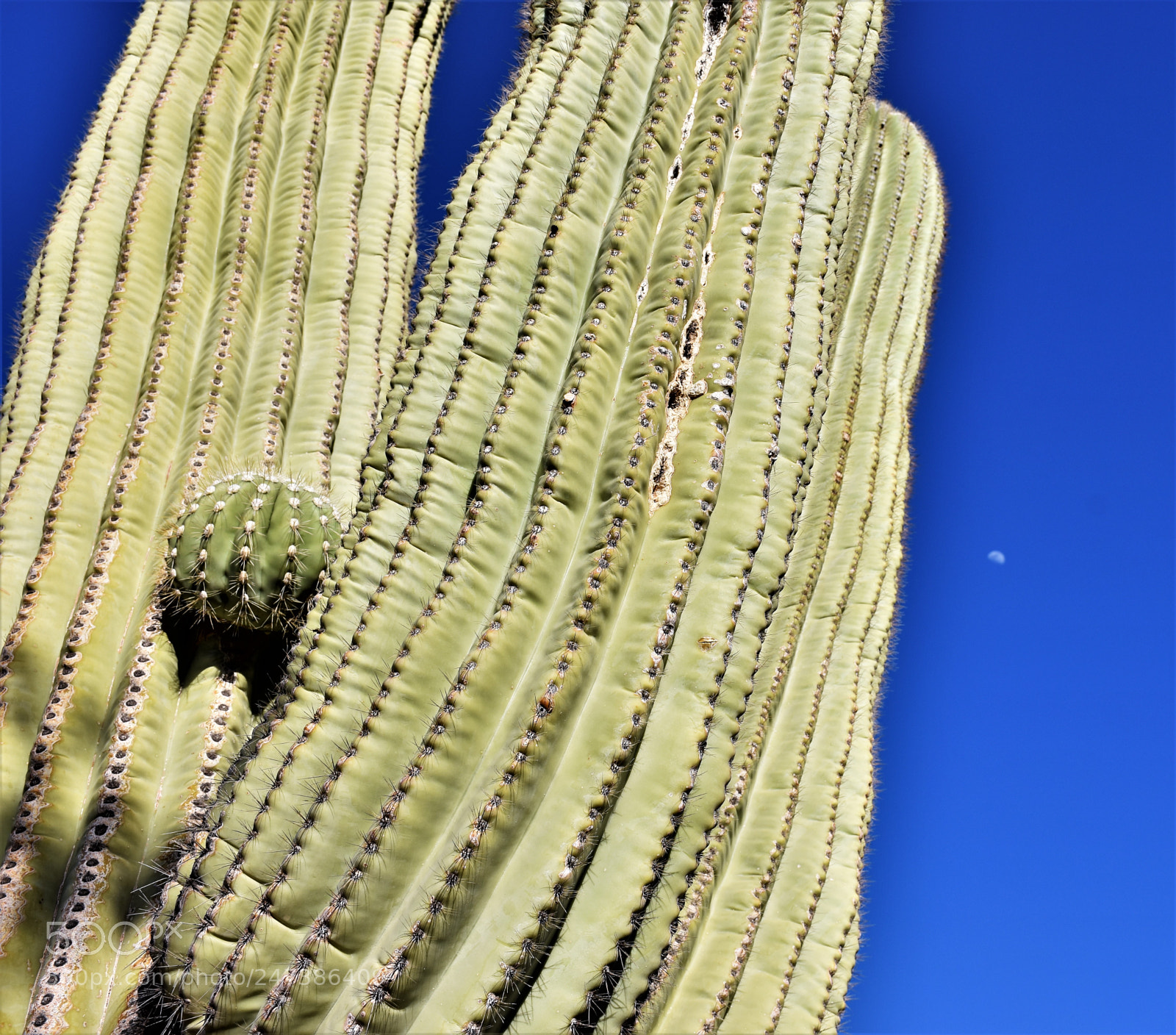 Nikon D7200 sample photo. Desert botanical garden photography