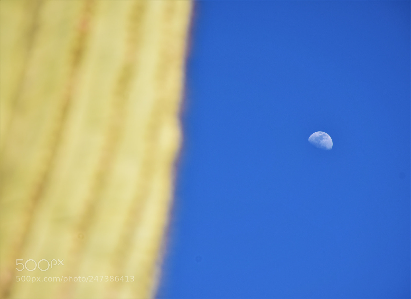 Nikon D7200 sample photo. Desert botanical garden photography