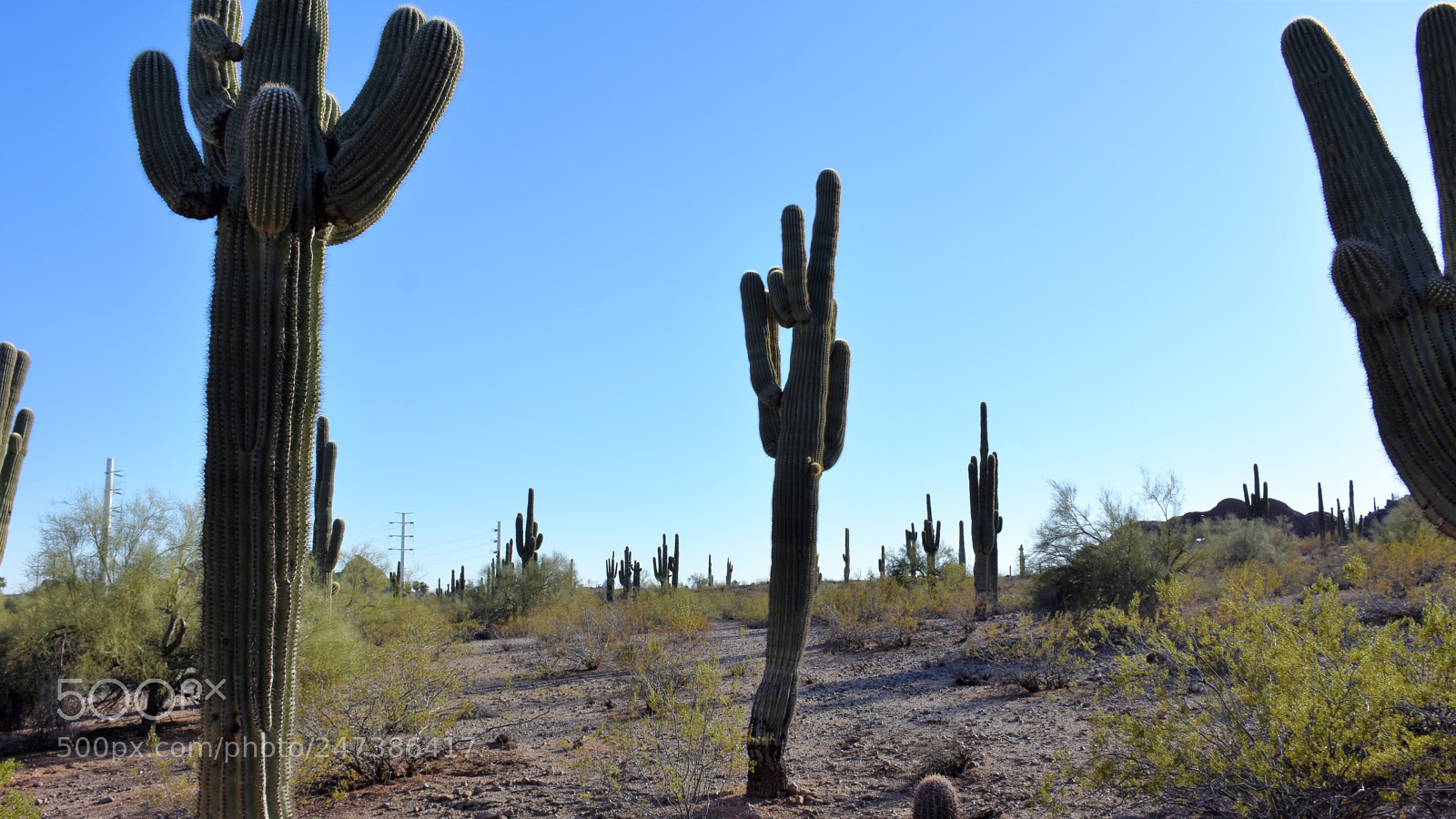Nikon D7200 sample photo. Desert botanical garden photography