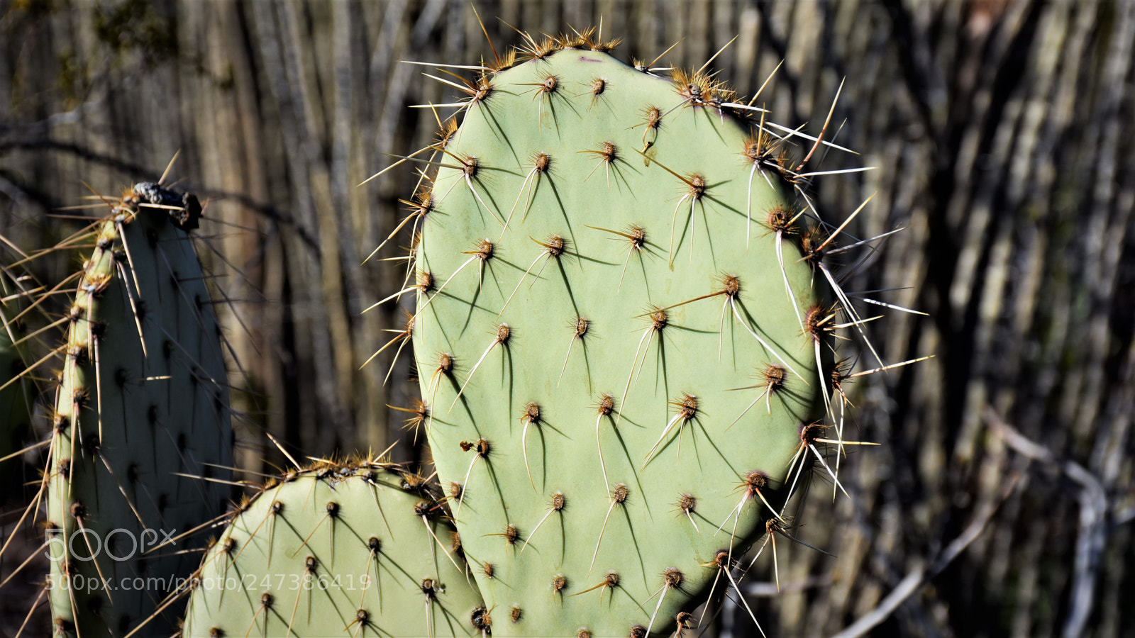 Nikon D7200 sample photo. Desert botanical garden photography