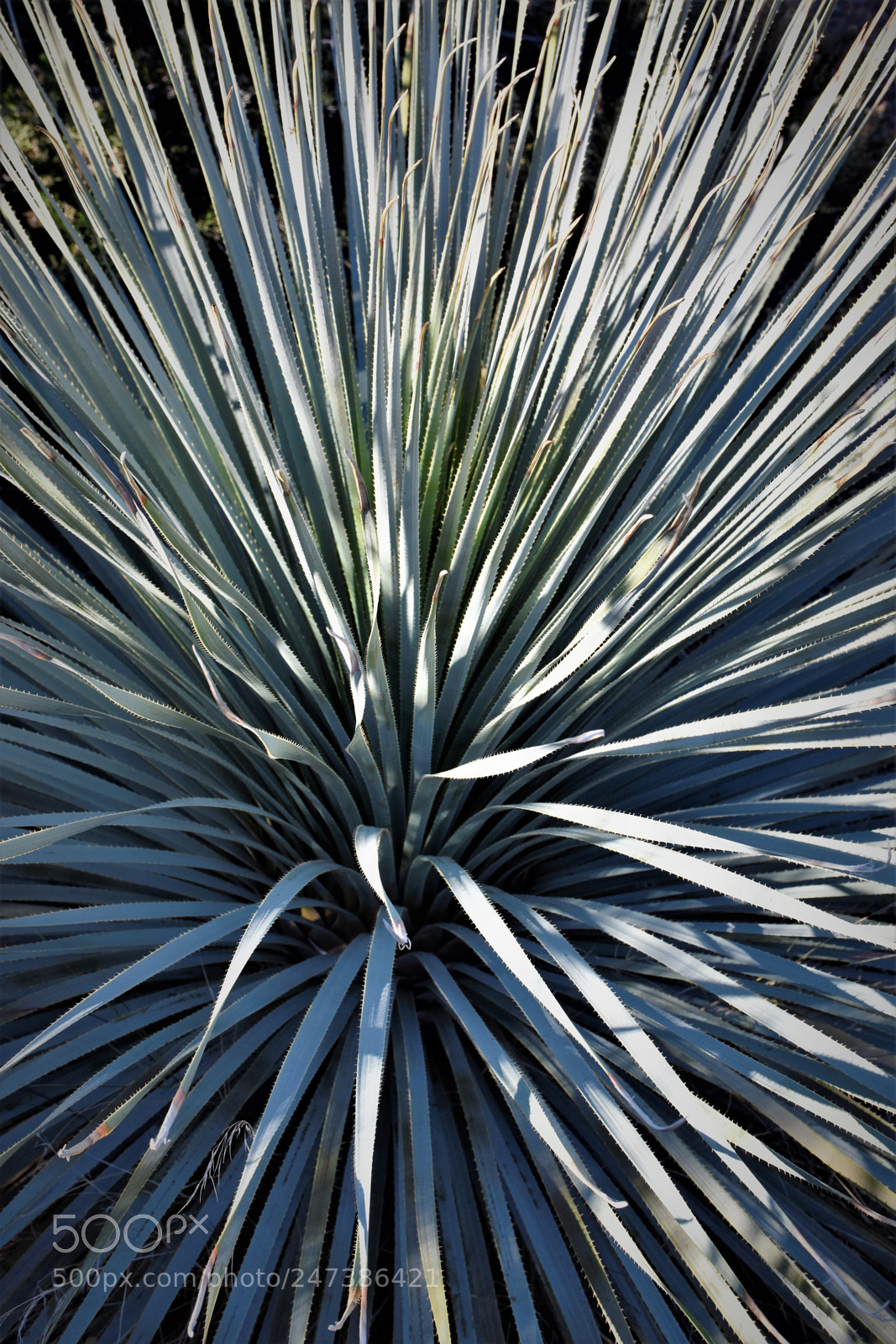 Nikon D7200 sample photo. Desert botanical garden photography