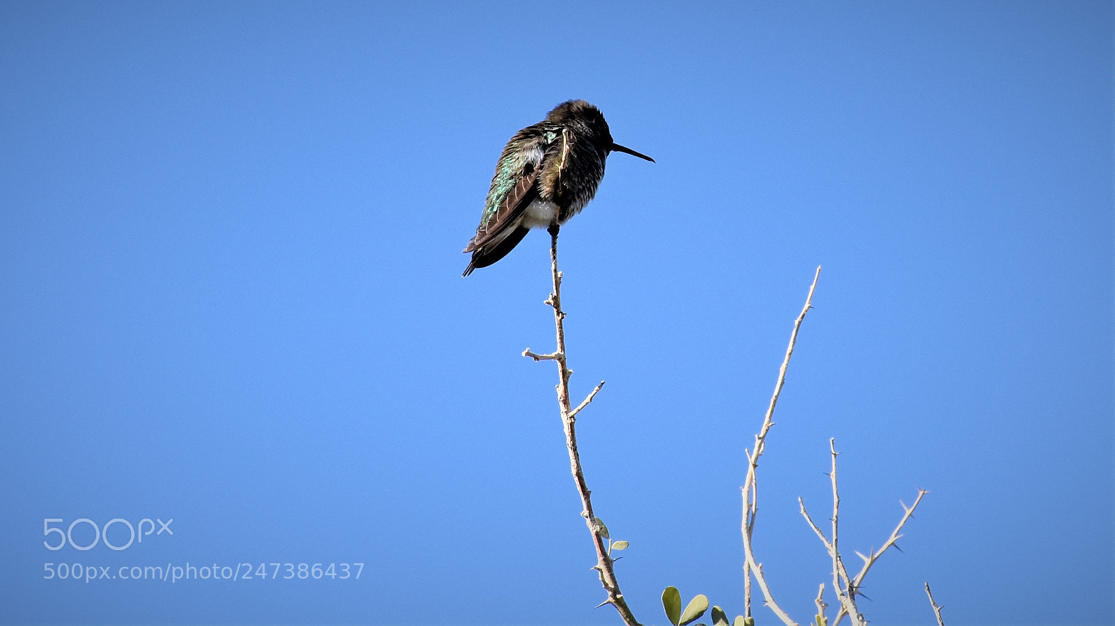 Nikon D7200 sample photo. Desert botanical garden photography
