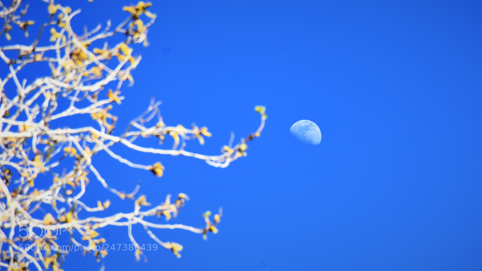 Nikon D7200 sample photo. Desert botanical garden photography