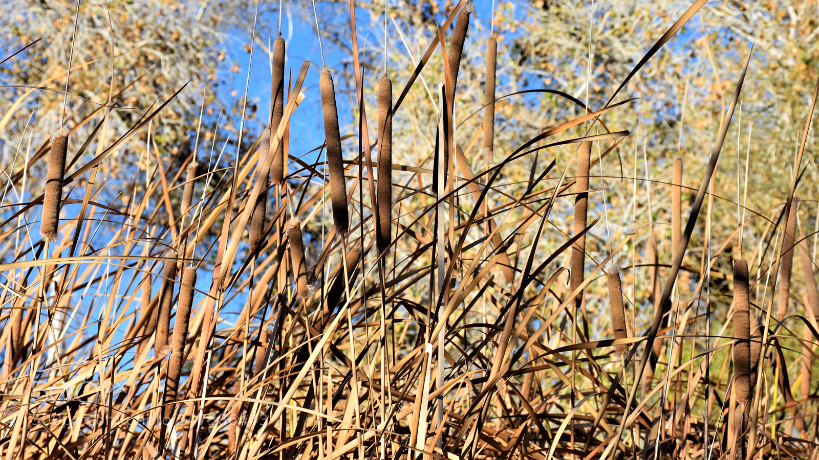 Nikon D7200 sample photo. Desert botanical garden photography