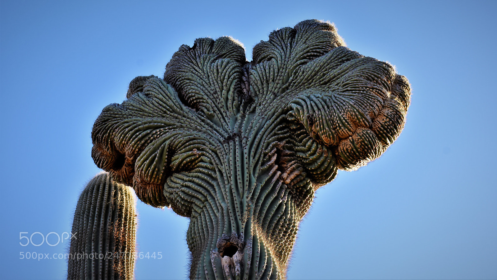 Nikon D7200 sample photo. Desert botanical garden photography