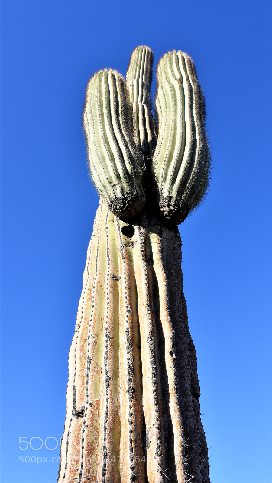 Nikon D7200 sample photo. Desert botanical garden photography