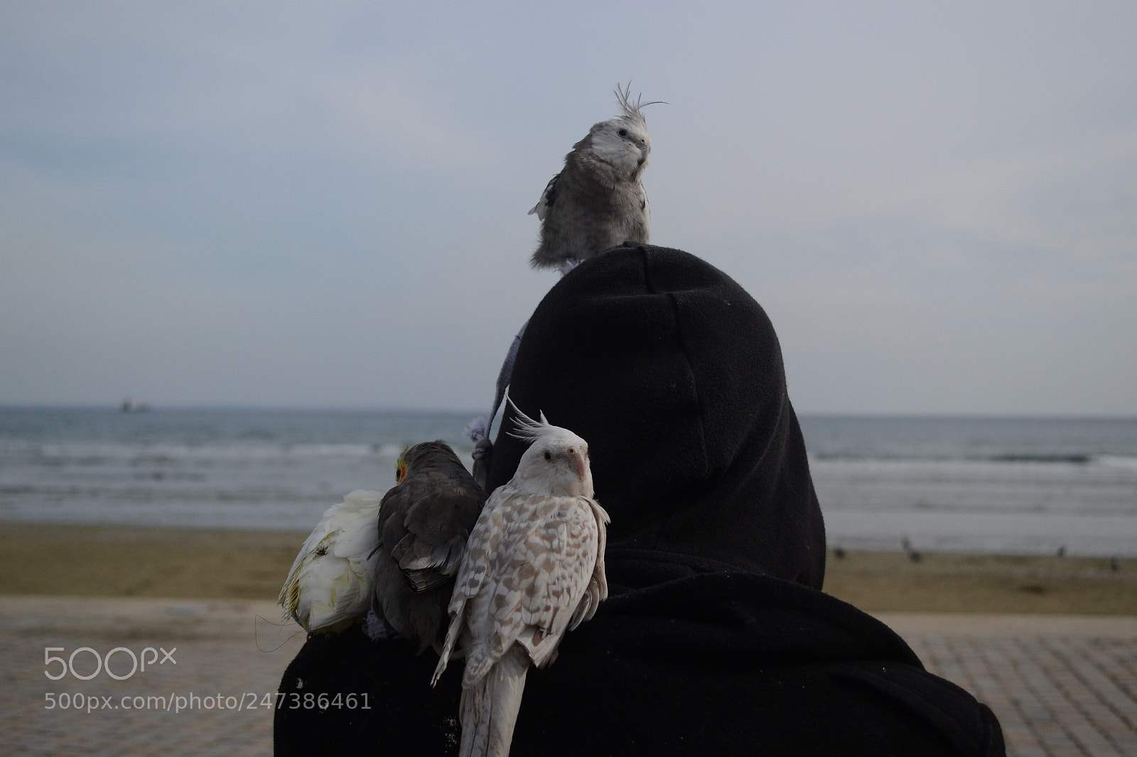 Nikon D3100 sample photo. Lady parrot photography