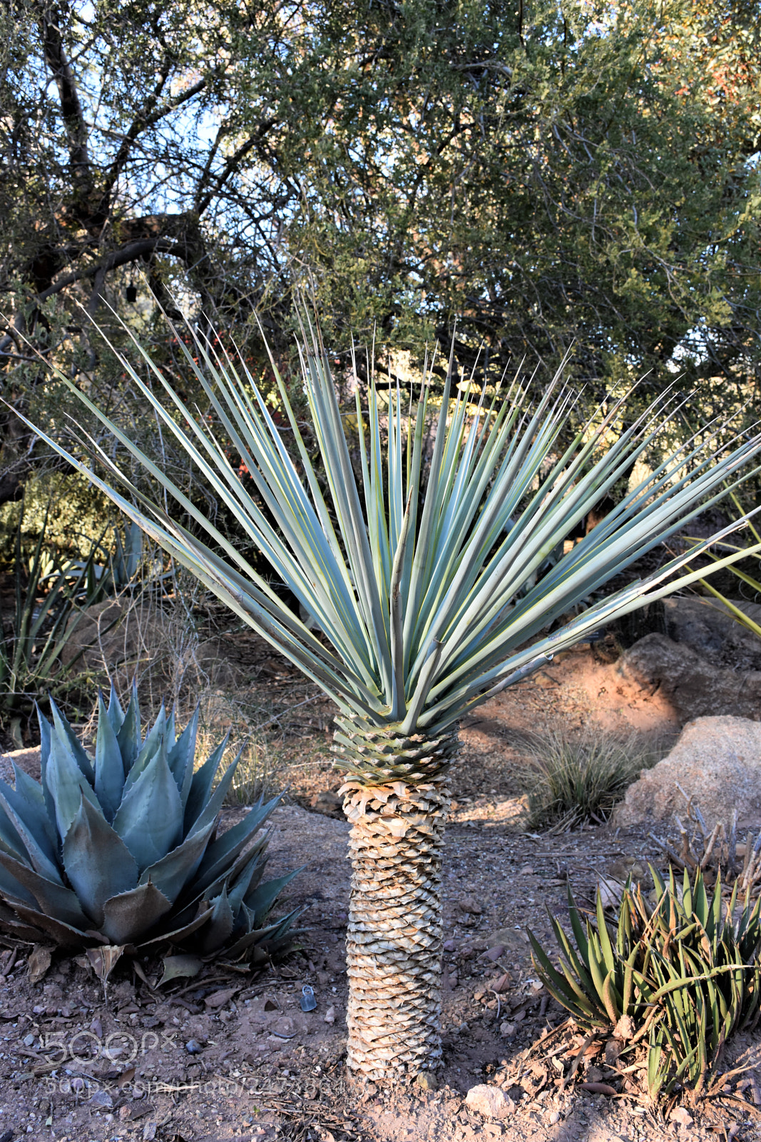 Nikon D7200 sample photo. Desert botanical garden photography