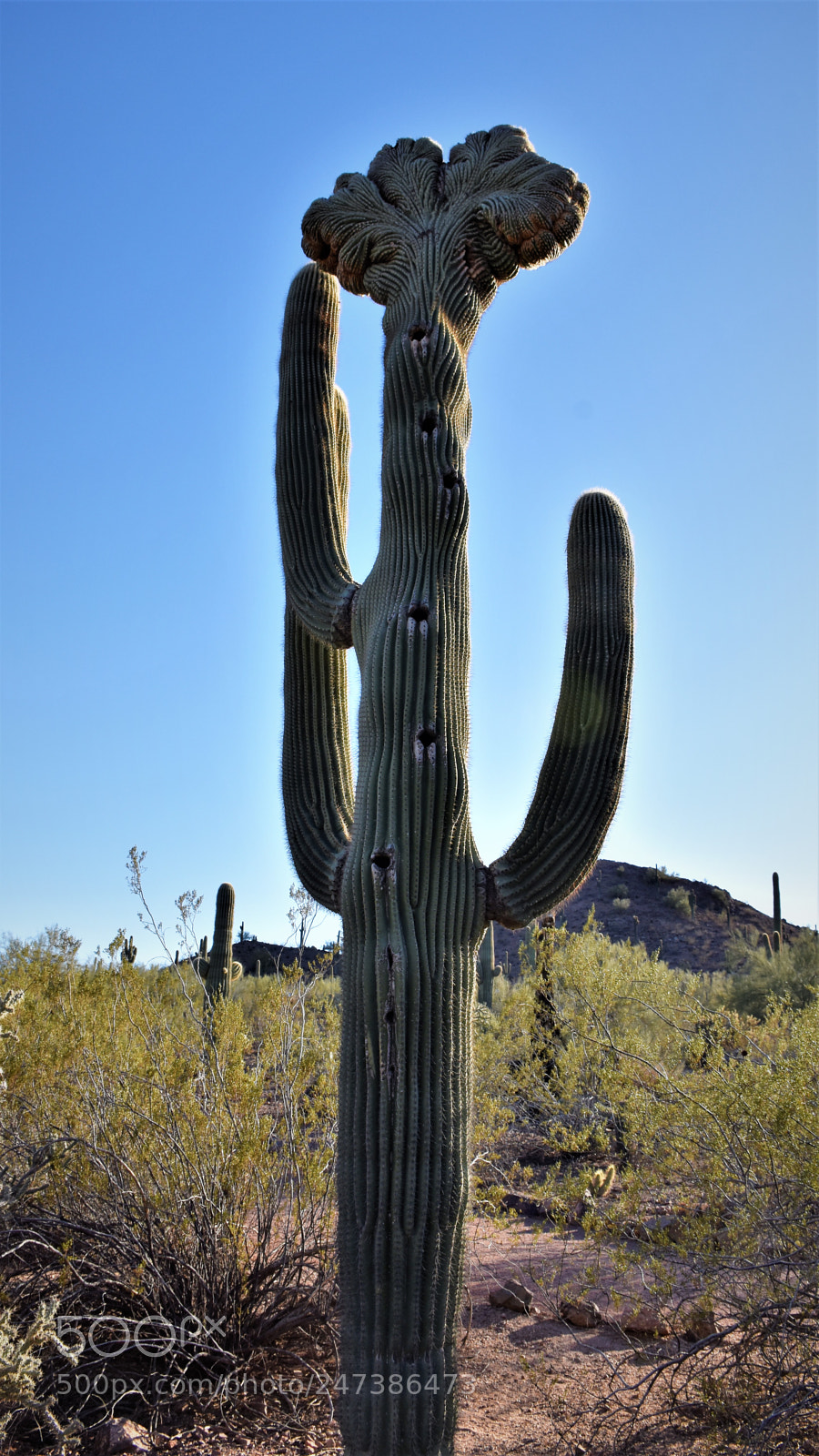 Nikon D7200 sample photo. Desert botanical garden photography