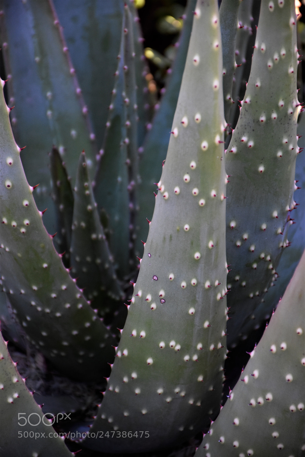 Nikon D7200 sample photo. Desert botanical garden photography
