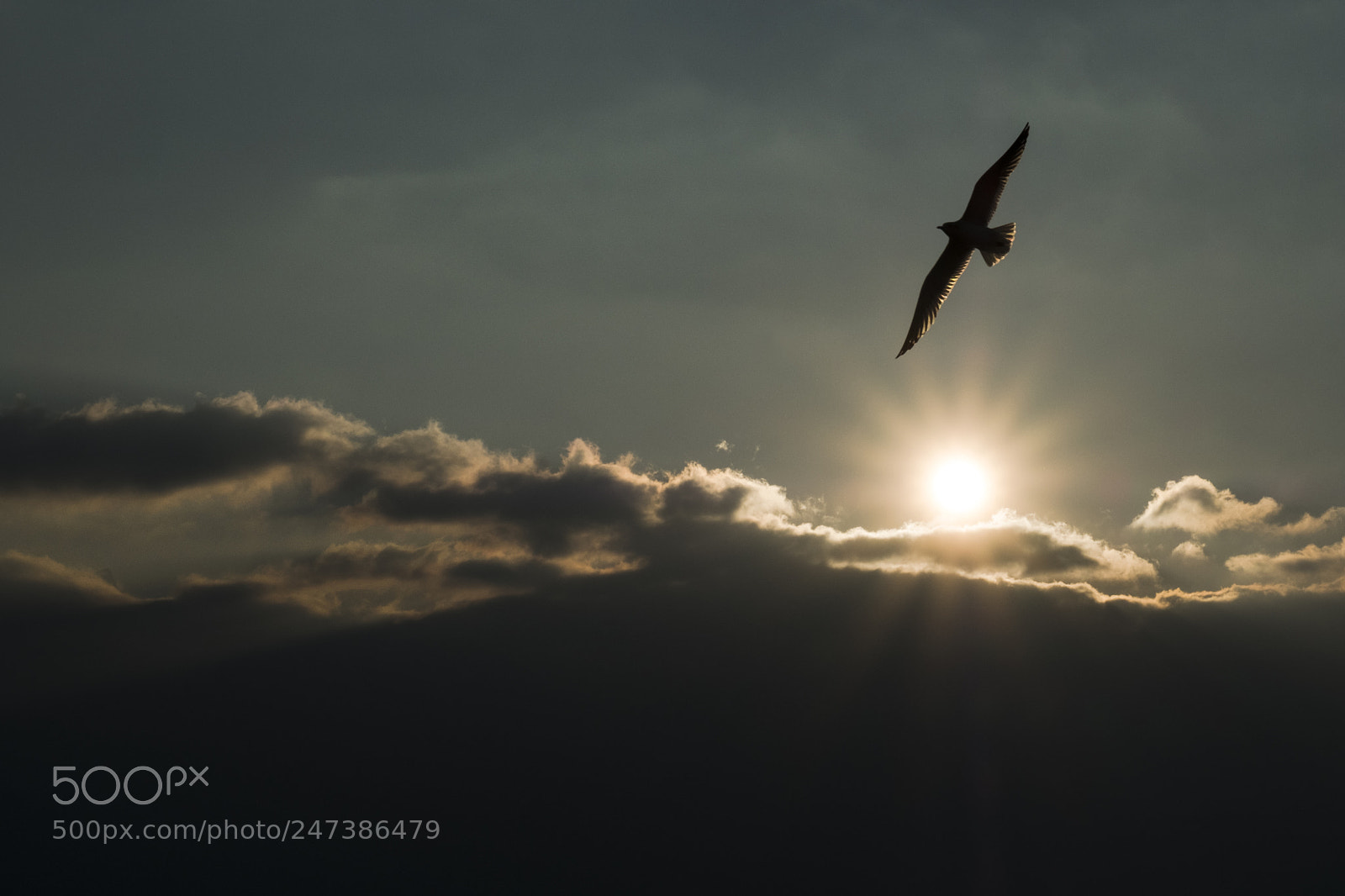 Fujifilm X-T2 sample photo. Light wings photography