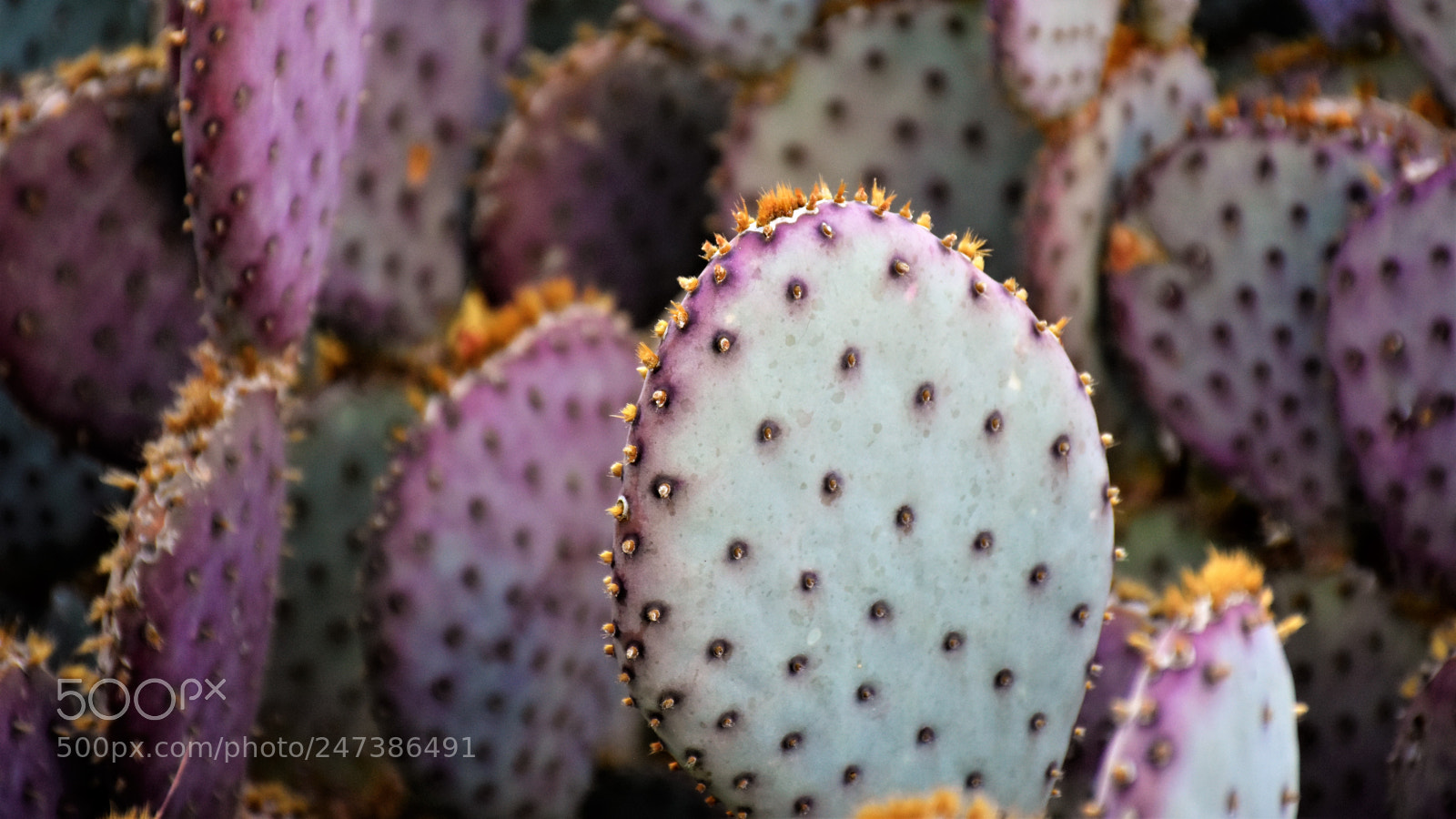 Nikon D7200 sample photo. Desert botanical garden photography