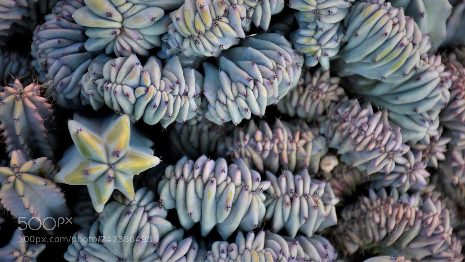 Nikon D7200 sample photo. Desert botanical garden photography